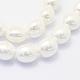 Chapelets de perles de coquille BSHE-P024-15-3