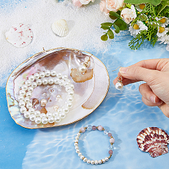 Coquillages naturels pour décorations d'exposition&nbsp;DIY-WH0899-659A
