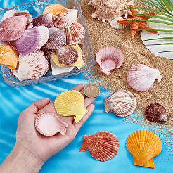 40 шт. натуральная ракушка для украшения аквариума&nbsp;SHEL-PH0001-69A