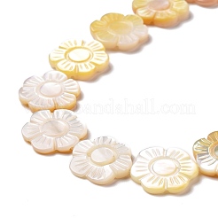 Naturali giallo perline shell fili&nbsp;SSHEL-G023-10A