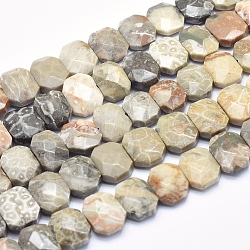 Fossili perle di corallo fili, sfaccettato, ottagono, 10~11x15x6~7mm, Foro: 1 mm, circa 36pcs/filo, 15.3 pollice