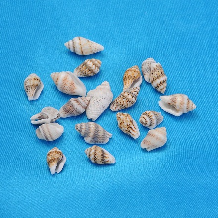 Perles de coquillage en spirale naturelle SSHEL-S001-04-1