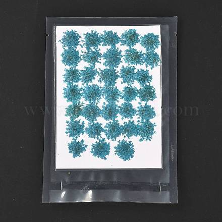 Прессованные сушеные цветы DIY-K032-58E-1