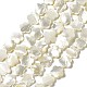 Bianco naturale perline shell fili SHEL-F003-07-1