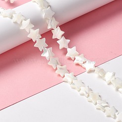 Бусины из натуральных трохоидных/трохус ракушек&nbsp;SSHEL-O001-25D-01