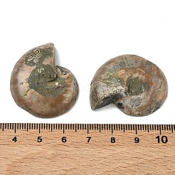 Natürliche Muschelfossilien-Cabochons&nbsp;SHEL-G021-01