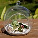 Transparente Wandbehang Glaskugel Pflanzer Terrarium Behälter Vase DIY-L047-01-5