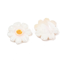 Натуральные пресноводные ракушки SHEL-B005-01