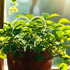 6шт сердце акриловая опора для роста растений DIY-DR0002-36