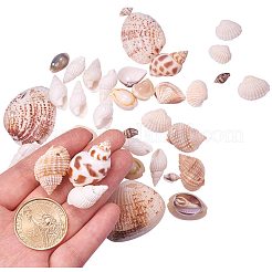 Натуральные ракушки каури смешанного стиля BSHE-PH0003-04