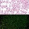 Luminous Glass Seed Beads, Glow in the Dark, Peanut, Pearl Pink, 2.5x4x2mm, Hole: 0.8mm, about 11250pcs/pound
