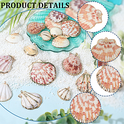 32 pieza de 8 estilos de colgantes de concha mixta natural galvanizada&nbsp;SSHEL-SC0001-62D