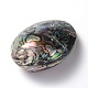 Perle ovali naturali di conchiglia di paua SSHEL-F0008-01-3