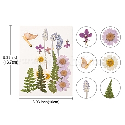 Прессованные сушеные цветы DIY-YWC0001-94