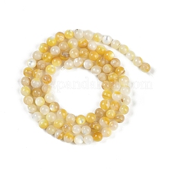 Fili di perline di conchiglia trochus naturale&nbsp;BSHE-H109-12B