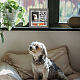 MDF-Fotorahmen für Haustiere DIY-WH0525-002-4