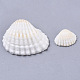 Natural Shell Beads SSHEL-S258-73-4