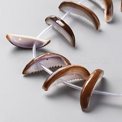 天然淡水シェルビーズ連売り  歯状  貝殻色  21~34x6.5~12x3~6mm  穴：1~1.2mm  約24個/連  16.14インチ（41cm）&nbsp;SHEL-C001-01