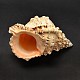 Natural Spiral Shell Home Decorations BSHE-O011-01-2