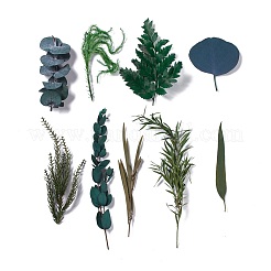 Сушеные цветы DIY-D052-03