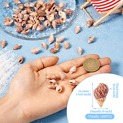 Натуральная раковина FIND-TAC0026-10D-1