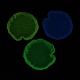 Cabochons décodés en résine transparente lumineuse CRES-F032-B01-2