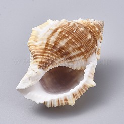 Grosses conques naturelles&nbsp;DJEW-WH0007-11B
