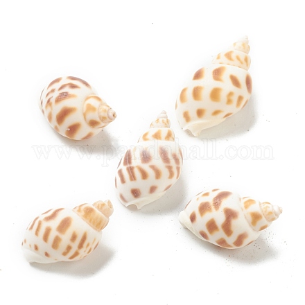 Perles de coquillage en spirale naturelle BSHE-H015-05-1