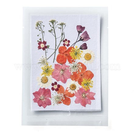 Gepresste Trockenblumen DIY-F075-01B-1