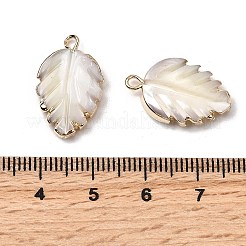 Натуральная ракушка трохида / подвески из ракушки трохуса&nbsp;SHEL-B003-10G