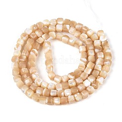Hebras naturales de concha de troco / concha de troco&nbsp;BSHE-T014-52B-01