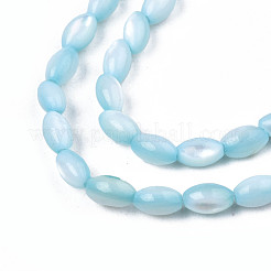 Naturali di acqua dolce perline shell fili&nbsp;SHEL-N003-25-B02