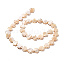 Trochid naturale perline shell fili&nbsp;SSHEL-G023-09A