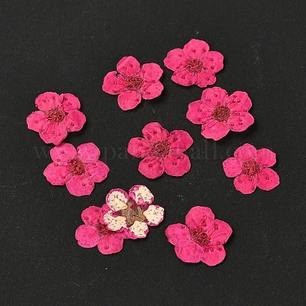 Narzissenprägung getrocknete Blumen DIY-K032-60G-1