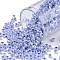TOHO Round Seed Beads, Japanese Seed Beads, (921) Ceylon Virginia Bluebell, 8/0, 3mm, Hole: 1mm, about 10000pcs/pound