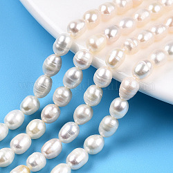 Brins de perles de culture d'eau douce naturelles, riz, couleur de coquillage, 6~7.5x5~6mm, Trou: 0.7mm, Environ 43 pcs/chapelet, 13.19~13.39 pouce (33.5~34 cm)