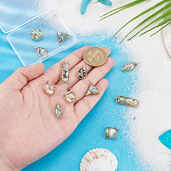 12 шт. подвески из натуральной ракушки пауа в 6 стилях KK-PH0010-01