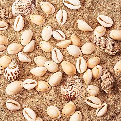 Подвески из каури&nbsp;SHEL-PH0001-04