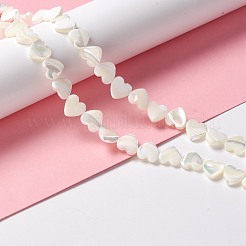 Бусины из натуральных трохоидных/трохус ракушек&nbsp;SSHEL-O001-27B