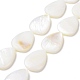 Natural Freshwater Shell Beads Strands X-SHEL-H001-12-1