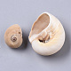 Perles de coquillage naturel SSHEL-S258-78-3