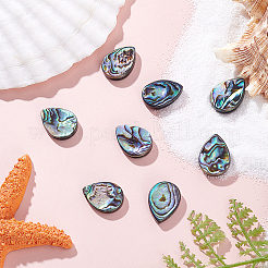 8 шт. бусины из натуральной ракушки абалон/ракушки пауа SHEL-HY0001-18