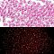 Luminous Glass Seed Beads, Glow in the Dark, Peanut, Orchid, 2.5x4x2mm, Hole: 0.8mm, about 11250pcs/pound