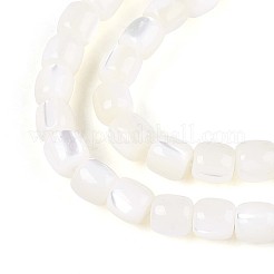 Нити бусин из натуральных трохоидных/трохус ракушек SSHEL-N040-08