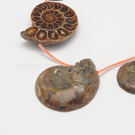 Natural Ammonite/Conch Fossil Bead Strands G-M239-30-1