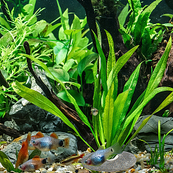 10 Stück dekorative Flusskiesel für das Aquarium&nbsp;G-GO0001-77