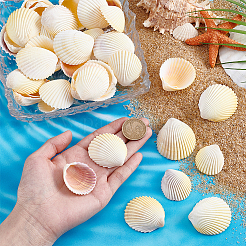 40 шт. натуральная ракушка для украшения аквариума&nbsp;SHEL-PH0001-69C