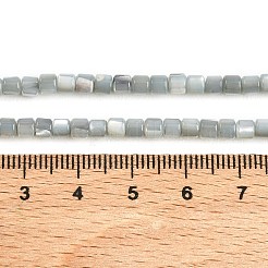 Coquille de trochid naturel / brins de perles de coquille de trocas&nbsp;SSHEL-N034-77-C01