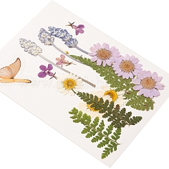 Прессованные сушеные цветы DIY-YWC0001-94