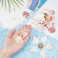 40 шт. бусины из натуральной ракушки-гребешка&nbsp;SSHEL-SP0001-02